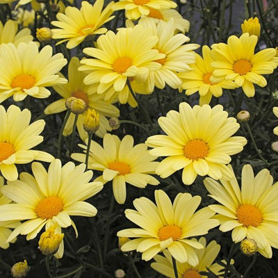 Marguerite La Rita Yellow Daisy in 10.5cm Pot - Summer Flowering Bedding Plant - 5
