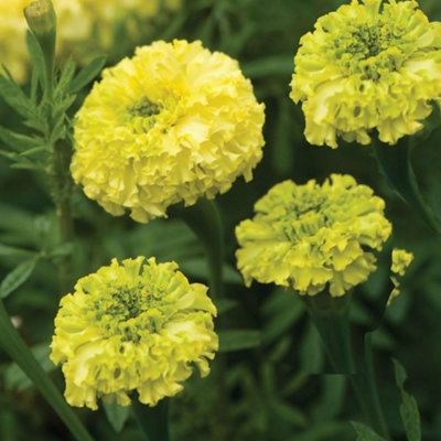 Marigold African F1 Key Lime - Unique Lime-Yellow Blooms Long-Stemmed ...