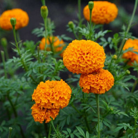 Marigold African Orange Plants - 12 Pack - 2 Trays of 6 Plants - Pom Pom Flower Heads in Summer & Autumn