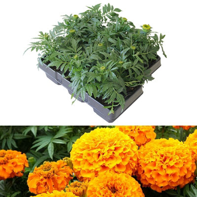 Marigold African Orange Plants - 12 Pack - 2 Trays of 6 Plants - Pom Pom Flower Heads in Summer & Autumn