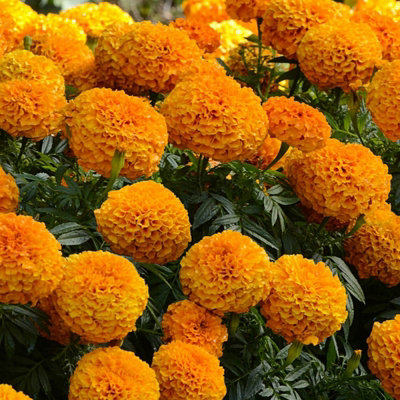Marigold African Orange Plants - 12 Pack - 2 Trays of 6 Plants - Pom Pom Flower Heads in Summer & Autumn - 3