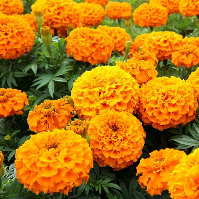 Marigold African Orange Plants - 12 Pack - 2 Trays of 6 Plants - Pom Pom Flower Heads in Summer & Autumn - 5
