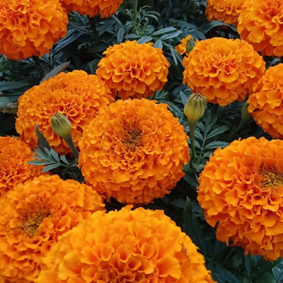 Marigold African Orange Plants - 12 Pack - 2 Trays of 6 Plants - Pom Pom Flower Heads in Summer & Autumn - 6