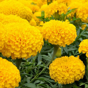 Marigold African Yellow Plants - 12 Pack - 2 Trays of 6 Plants - Pom Pom Flower Heads in Summer & Autumn