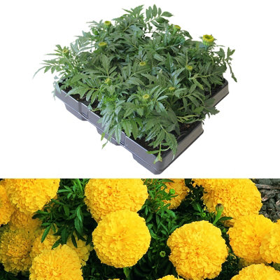 Marigold African Yellow Plants - 12 Pack - 2 Trays of 6 Plants - Pom Pom Flower Heads in Summer & Autumn