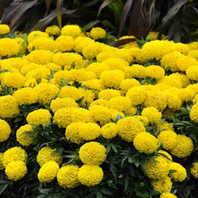 Marigold African Yellow Plants - 12 Pack - 2 Trays of 6 Plants - Pom Pom Flower Heads in Summer & Autumn - 3