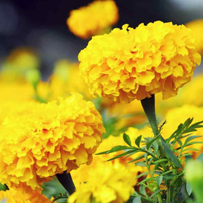 Marigold African Yellow Plants - 12 Pack - 2 Trays of 6 Plants - Pom Pom Flower Heads in Summer & Autumn - 4