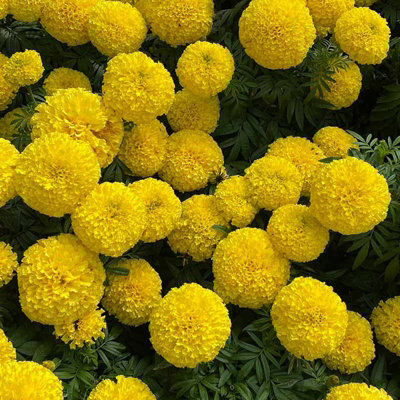 Marigold African Yellow Plants - 12 Pack - 2 Trays of 6 Plants - Pom Pom Flower Heads in Summer & Autumn - 5