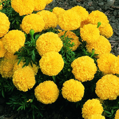 Marigold African Yellow Plants - 12 Pack - 2 Trays of 6 Plants - Pom Pom Flower Heads in Summer & Autumn - 6