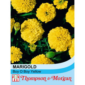 Marigold Boy O Boy Yellow 1 Seed Packet (115 Seeds)