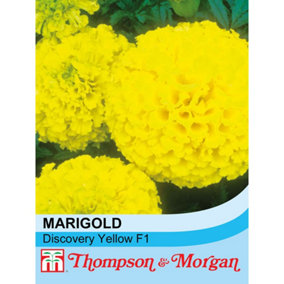 Marigold Discovery Series F1 Hybrid Yellow 1 Seed Packet (20 Seeds)