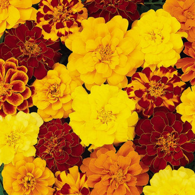 Marigold Durango Mix Garden Ready Plants