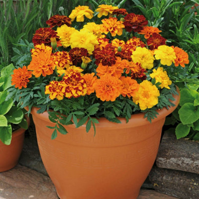 Marigold Durango Mix Garden Ready Plants