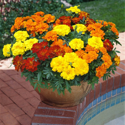 Marigold Durango Mix Garden Ready Plants - 3