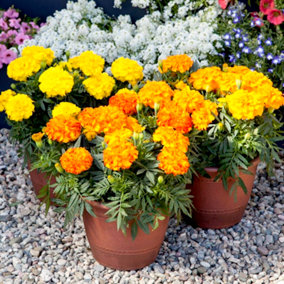 Marigold Endurance F1 1 Seed Packet