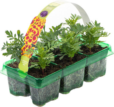 Marigold French Durango Bee Colourful Flowering Bedding Garden Plants 6 Pack
