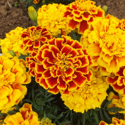 Marigold French Durango Bee Colourful Flowering Bedding Garden Plants 6 Pack - 4