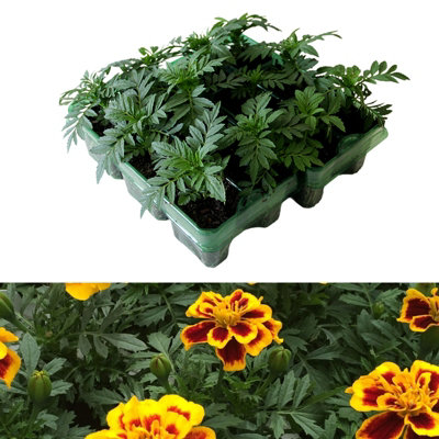 Marigold French Durango Bee Plants - 12 Pack - 2 Trays of 6 Plants