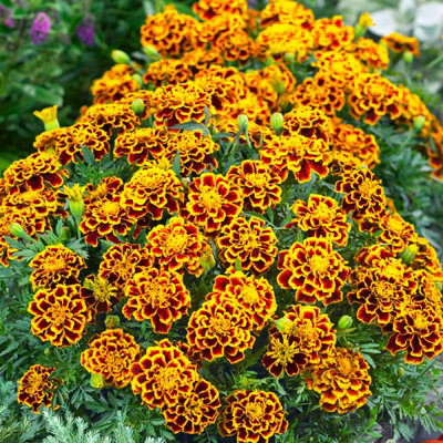 Marigold French Durango Bee Plants - 12 Pack - 2 Trays of 6 Plants - 3