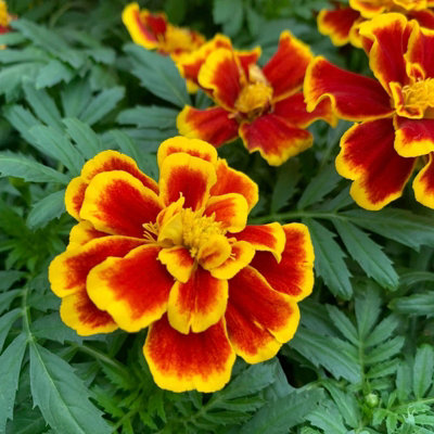 Marigold French Durango Bee Plants - 12 Pack - 2 Trays of 6 Plants - 4