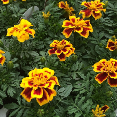 Marigold French Durango Bee Plants - 12 Pack - 2 Trays of 6 Plants - 5