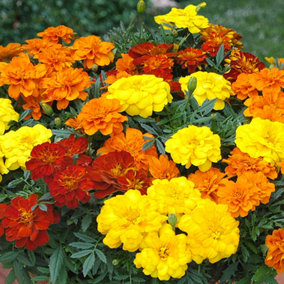 Marigold French Durango Mixed Colourful Flowering Bedding Garden Plants 6 Pack
