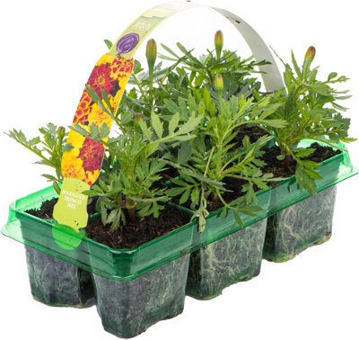 Marigold French Durango Mixed Colourful Flowering Bedding Garden Plants 6 Pack