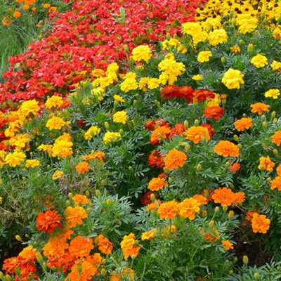 Marigold French Durango Mixed Colourful Flowering Bedding Garden Plants 6 Pack - 3