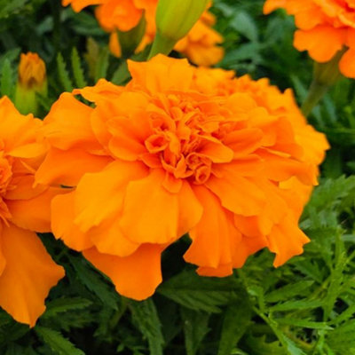 Marigold French Durango Orange Colourful Flowering Bedding Plants 6 Pack