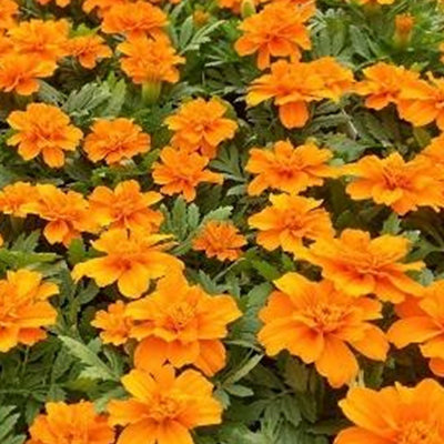 Marigold French Durango Orange Colourful Flowering Bedding Plants 6 Pack - 3