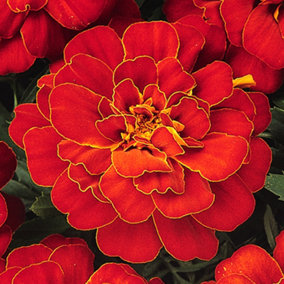 Marigold French Durango Red Colourful Flowering Bedding Garden Plants 6 Pack