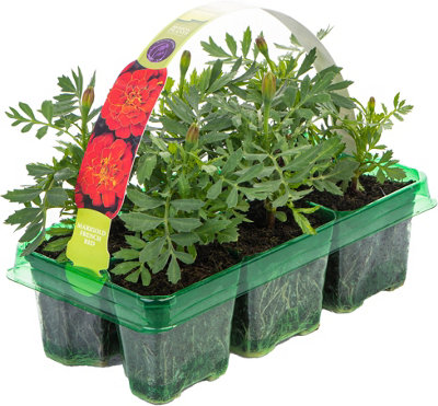 Marigold French Durango Red Colourful Flowering Bedding Garden Plants 6 Pack