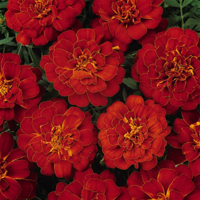 Marigold French Durango Red Colourful Flowering Bedding Garden Plants 6 Pack - 3