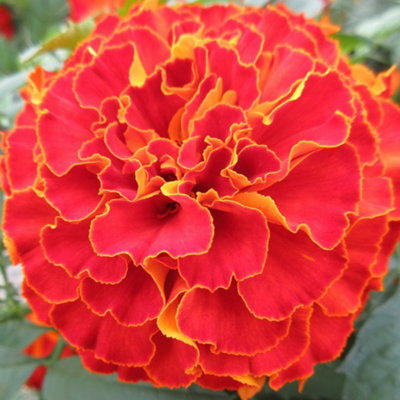Marigold French Durango Red Colourful Flowering Bedding Garden Plants 6 Pack - 4