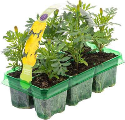 Marigold French Durango Yellow Colourful Flowering Bedding Plants 6 Pack