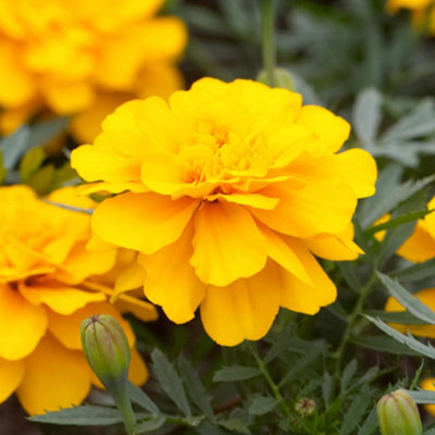 Marigold French Durango Yellow Colourful Flowering Bedding Plants 6 Pack - 4