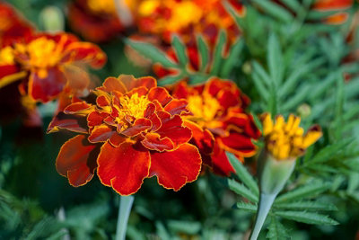 Marigold French Dwarf Double Mixed Flower Seeds (Approx. 95 seeds) - By Jamieson Brothers