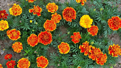 Marigold French Dwarf Double Mixed Flower Seeds (Approx. 95 seeds) - By Jamieson Brothers - 3