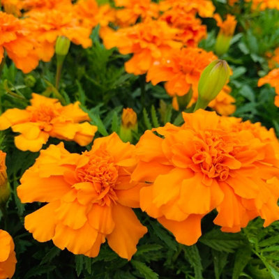 Marigold French Orange Plants - 12 Pack - 2 Trays of 6 Plants ...