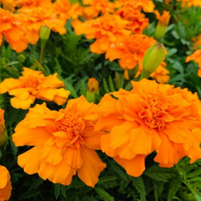 Marigold French Orange Plants - 12 Pack - 2 Trays of 6 Plants - Pollinator Friendly Flowers