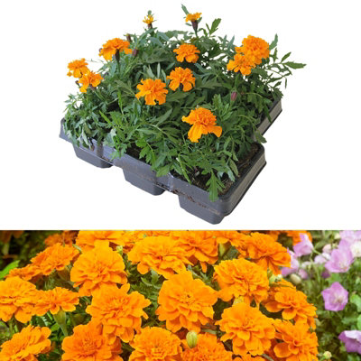 Marigold French Orange Plants - 12 Pack - 2 Trays of 6 Plants - Pollinator Friendly Flowers