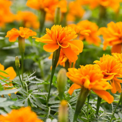 Marigold French Orange Plants - 12 Pack - 2 Trays of 6 Plants - Pollinator Friendly Flowers - 3