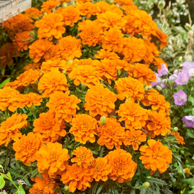 Marigold French Orange Plants - 12 Pack - 2 Trays of 6 Plants - Pollinator Friendly Flowers - 4