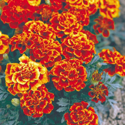 Marigold French Queen Sophia Red/Bronze/Gold Flowers - Free-Flowering ...