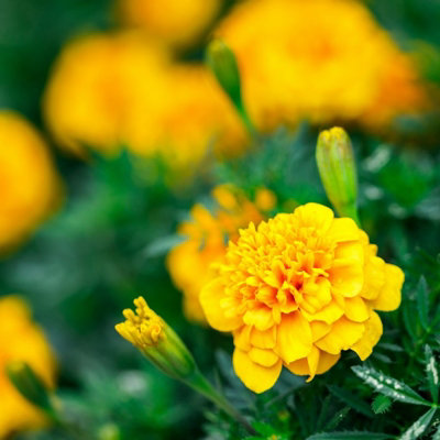 Marigold French Yellow Plants - 12 Pack - 2 Trays of 6 Plants - Pollinator Friendly Flowers