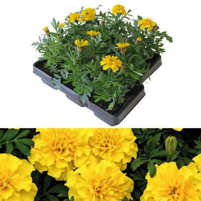 Marigold French Yellow Plants - 12 Pack - 2 Trays of 6 Plants - Pollinator Friendly Flowers
