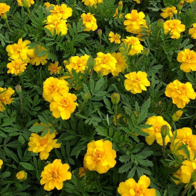 Marigold French Yellow Plants - 12 Pack - 2 Trays of 6 Plants - Pollinator Friendly Flowers - 3