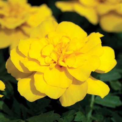 Marigold French Yellow Plants - 12 Pack - 2 Trays of 6 Plants - Pollinator Friendly Flowers - 4