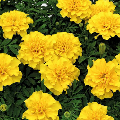 Marigold French Yellow Plants - 12 Pack - 2 Trays of 6 Plants - Pollinator Friendly Flowers - 5
