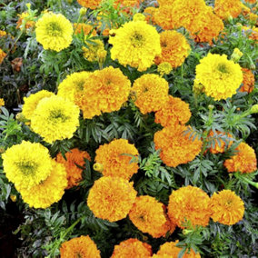 Marigold Indian Kushi Mix 1 Packet (20 Seeds)